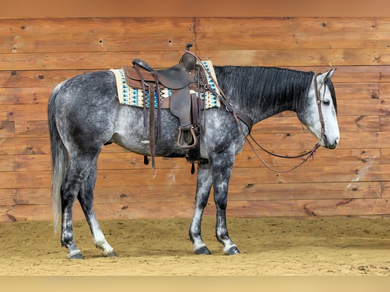 American Quarter Horse Gelding 6 years 15.3 hh Grey in Clarion