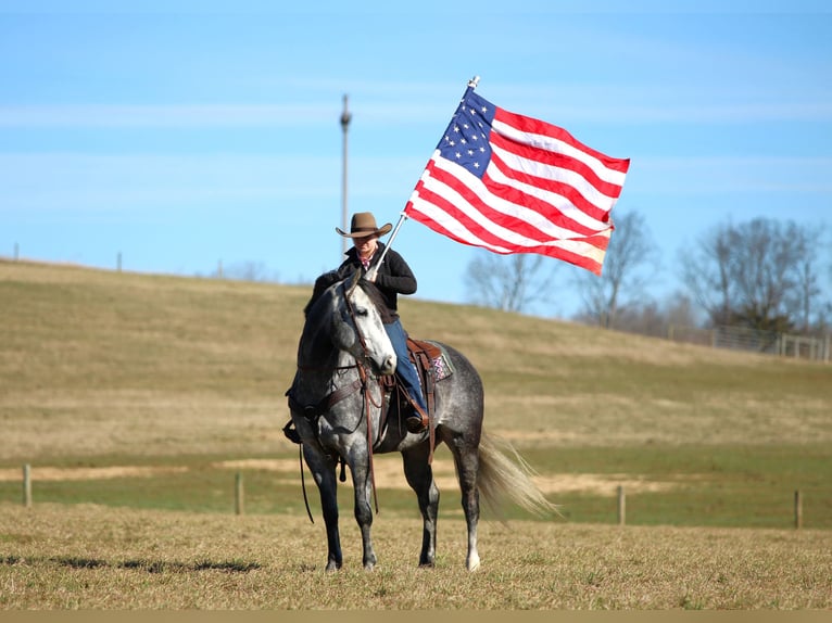 American Quarter Horse Gelding 6 years 15.3 hh Grey in Clarion