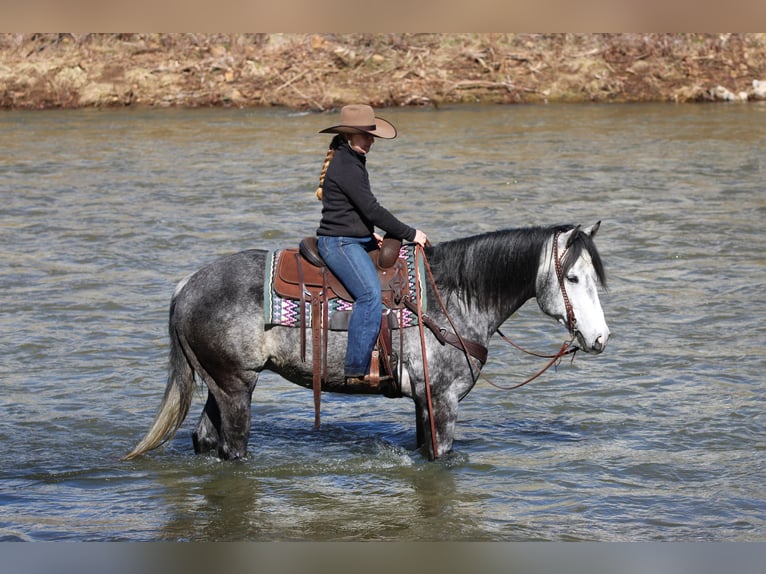 American Quarter Horse Gelding 6 years 15.3 hh Grey in Clarion