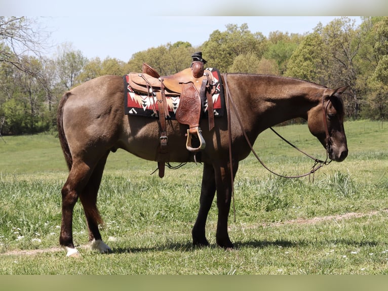 American Quarter Horse Gelding 6 years 15,3 hh Grullo in Purdy