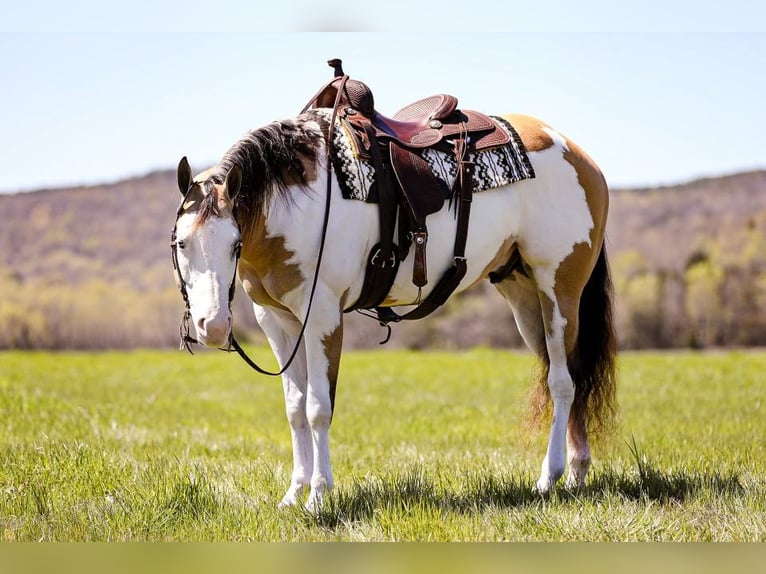 American Quarter Horse Gelding 6 years 15,3 hh Overo-all-colors in MT Hope AL