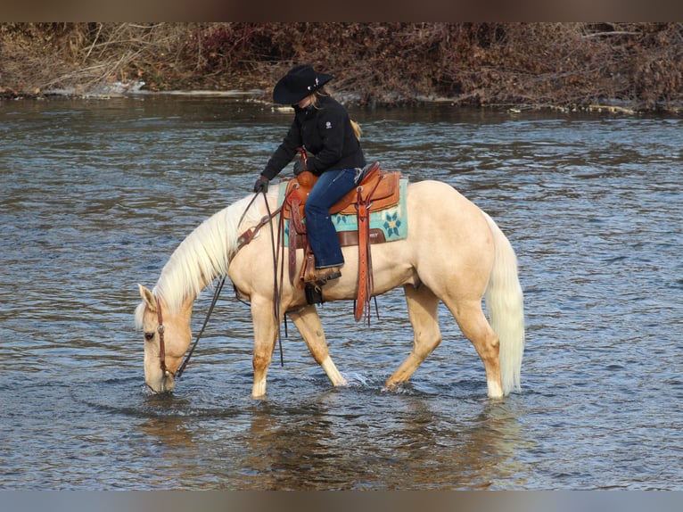 American Quarter Horse Gelding 6 years 15,3 hh Palomino in Clarion, PA