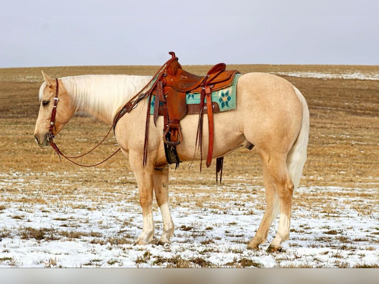 American Quarter Horse Gelding 6 years 15,3 hh Palomino in Clarion, PA