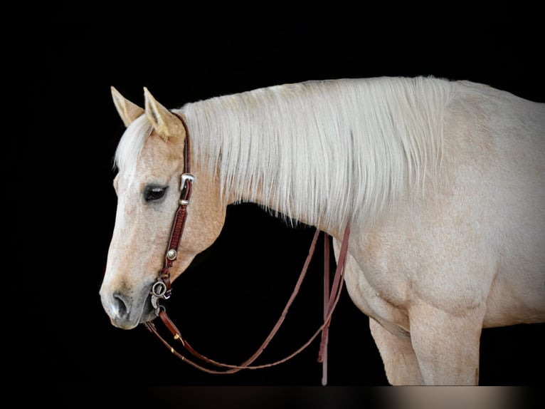 American Quarter Horse Gelding 6 years 15,3 hh Palomino in Clarion, PA