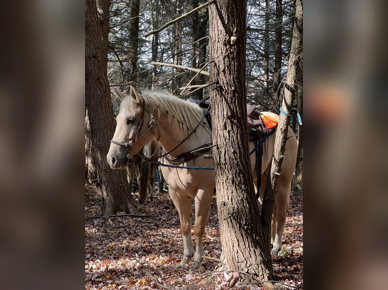 American Quarter Horse Gelding 6 years 15,3 hh Palomino in Clarion, PA