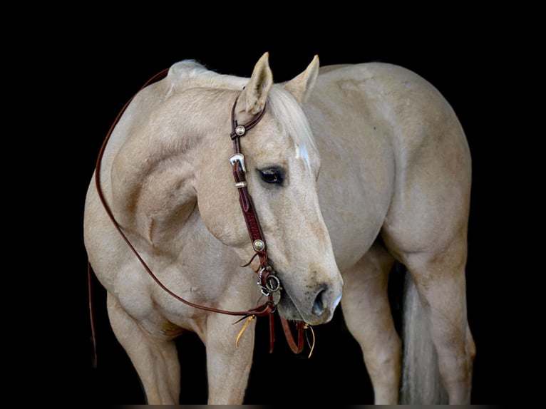 American Quarter Horse Gelding 6 years 15,3 hh Palomino in Clarion, PA