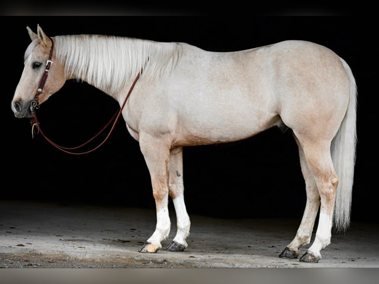 American Quarter Horse Gelding 6 years 15,3 hh Palomino in Clarion, PA