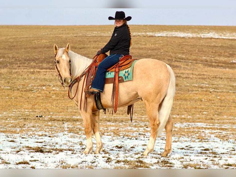 American Quarter Horse Gelding 6 years 15,3 hh Palomino in Clarion, PA