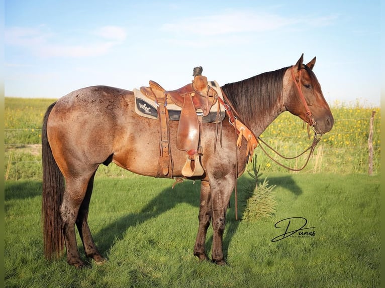 American Quarter Horse Gelding 6 years 15,3 hh Roan-Bay in Thedford, NE