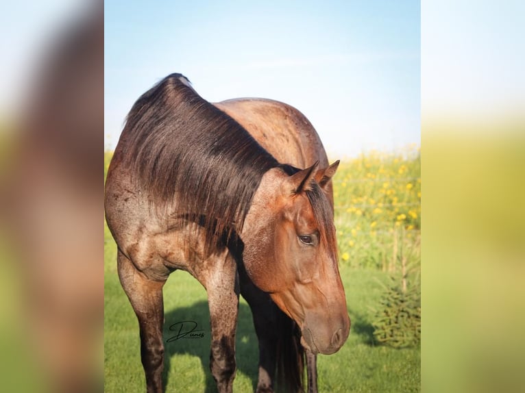 American Quarter Horse Gelding 6 years 15,3 hh Roan-Bay in Thedford, NE