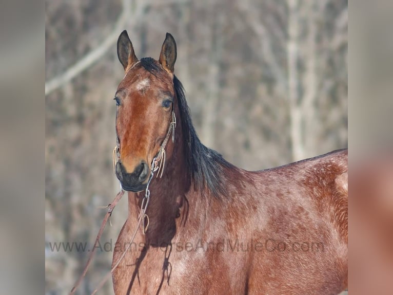 American Quarter Horse Gelding 6 years 15.3 hh Roan-Bay in Mount Vernon