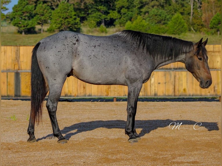 American Quarter Horse Gelding 6 years 15,3 hh Roan-Blue in Summersville