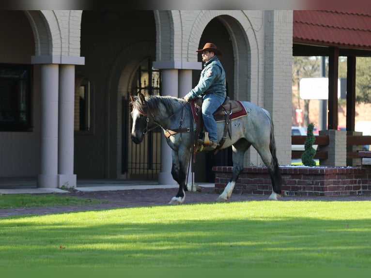 American Quarter Horse Gelding 6 years 15.3 hh Roan-Blue in Stephenville TX