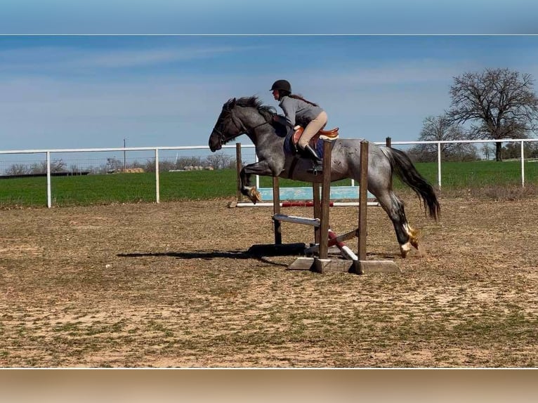 American Quarter Horse Gelding 6 years 15.3 hh Roan-Blue in Stephenville TX