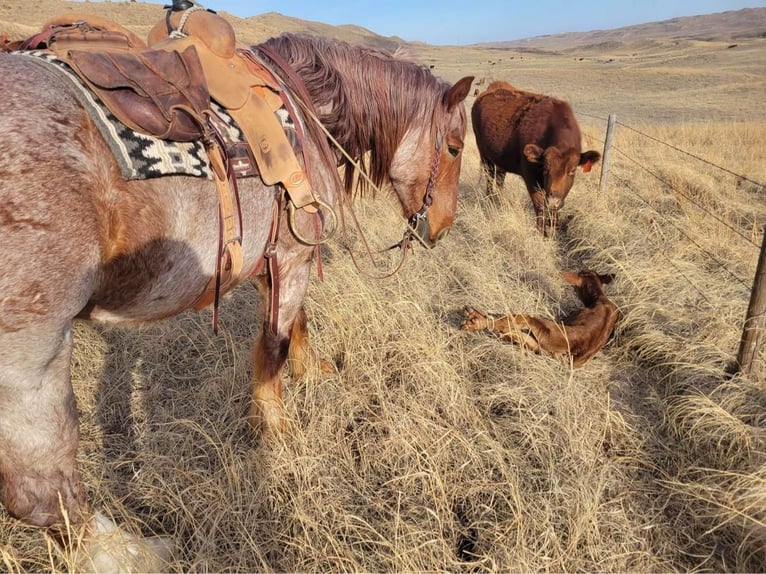 American Quarter Horse Mix Gelding 6 years 15,3 hh Roan-Red in Thedford, NE