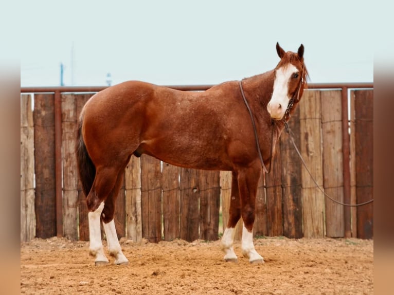 American Quarter Horse Gelding 6 years 15,3 hh Roan-Red in Huckabay, TX