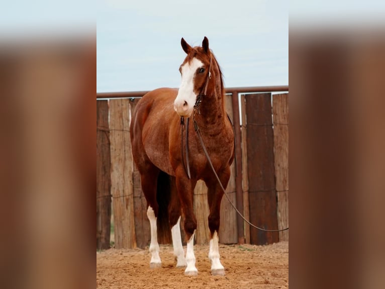 American Quarter Horse Gelding 6 years 15,3 hh Roan-Red in Huckabay, TX