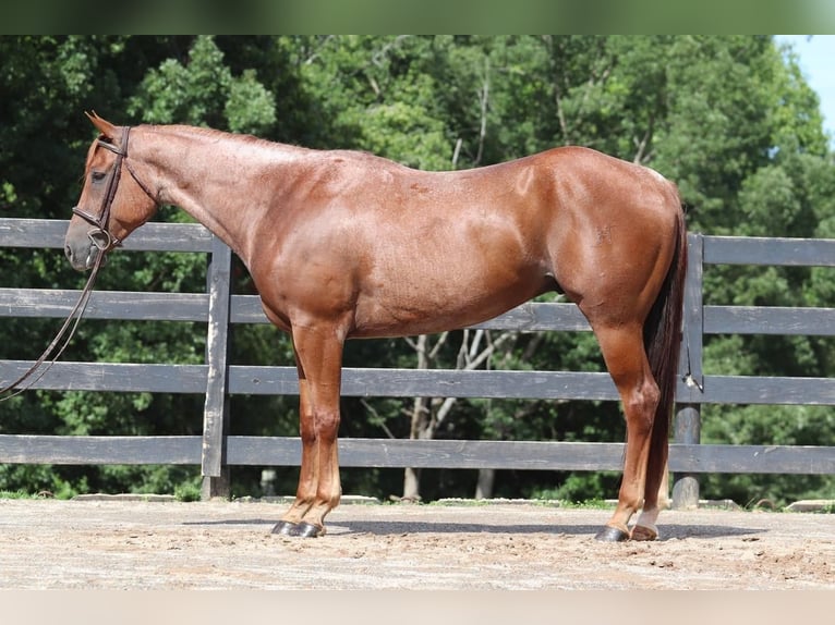 American Quarter Horse Gelding 6 years 15,3 hh Roan-Red in Clover, SC