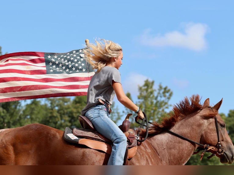 American Quarter Horse Gelding 6 years 15,3 hh Roan-Red in Clover, SC