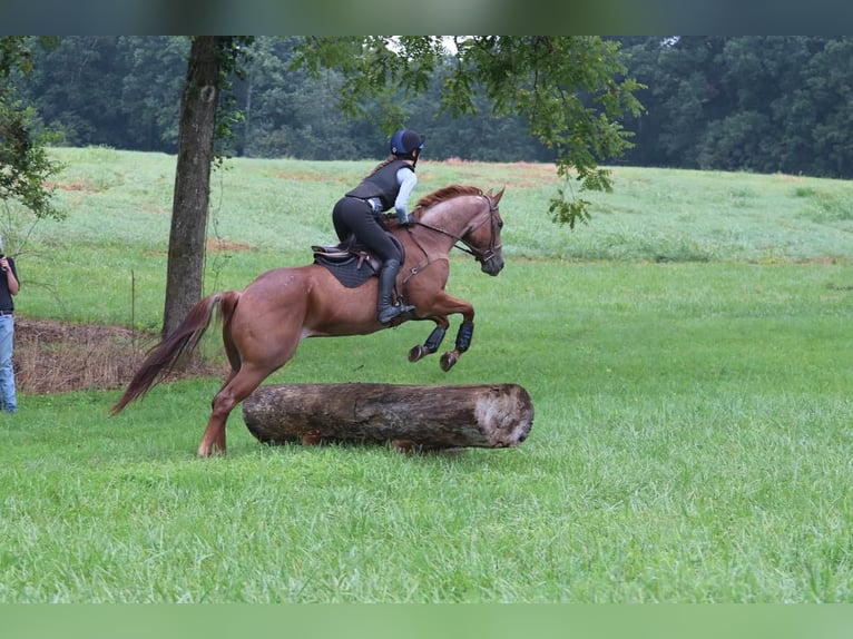 American Quarter Horse Gelding 6 years 15,3 hh Roan-Red in Clover, SC