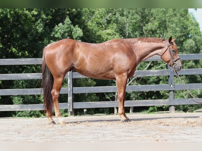 American Quarter Horse Gelding 6 years 15,3 hh Roan-Red in Clover, SC