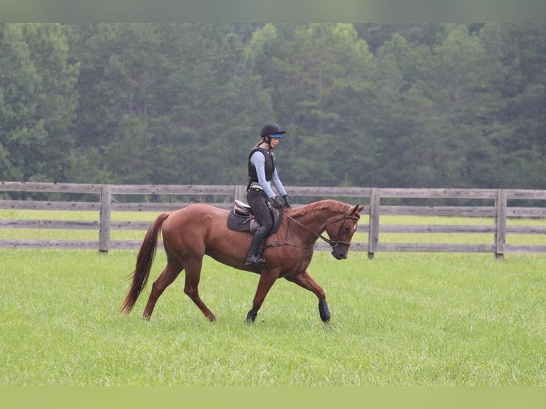 American Quarter Horse Gelding 6 years 15,3 hh Roan-Red in Clover, SC