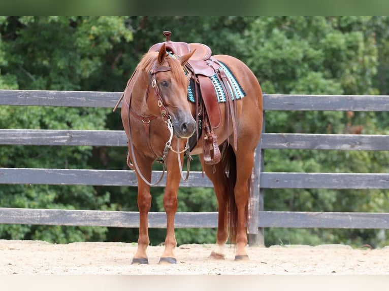 American Quarter Horse Gelding 6 years 15,3 hh Roan-Red in Clover, SC