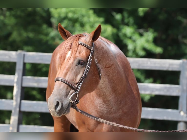 American Quarter Horse Gelding 6 years 15,3 hh Roan-Red in Clover, SC