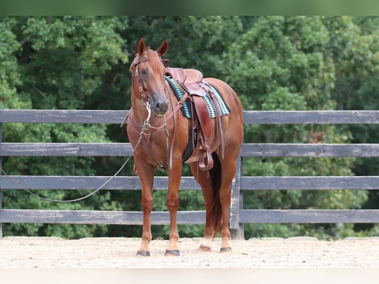 American Quarter Horse Gelding 6 years 15,3 hh Roan-Red in Clover, SC