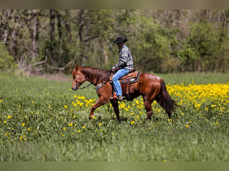 American Quarter Horse Gelding 6 years 15,3 hh Roan-Red in Santa Fe. TN