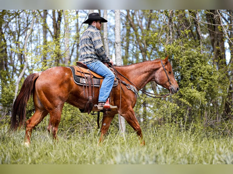 American Quarter Horse Gelding 6 years 15,3 hh Roan-Red in Santa Fe. TN