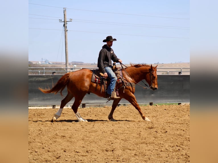 American Quarter Horse Gelding 6 years 15,3 hh Sorrel in La Motte, IA