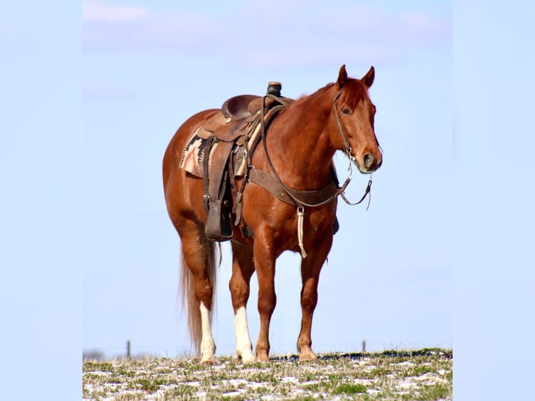 American Quarter Horse Gelding 6 years 15,3 hh Sorrel in La Motte, IA