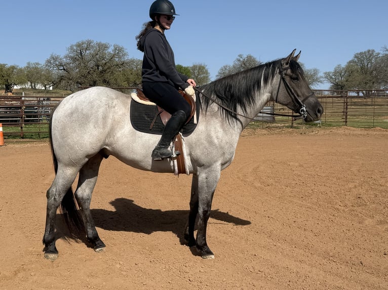 American Quarter Horse Gelding 6 years 15,3 hh in Weatherford, TX