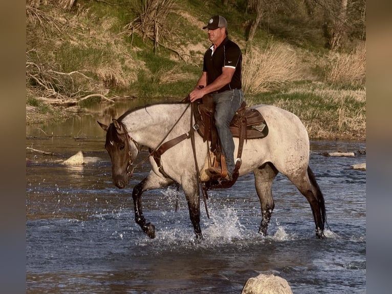 American Quarter Horse Gelding 6 years 15,3 hh in Weatherford, TX