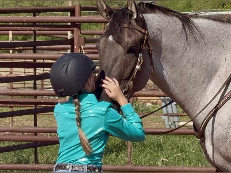 American Quarter Horse Gelding 6 years 15,3 hh in Weatherford, TX