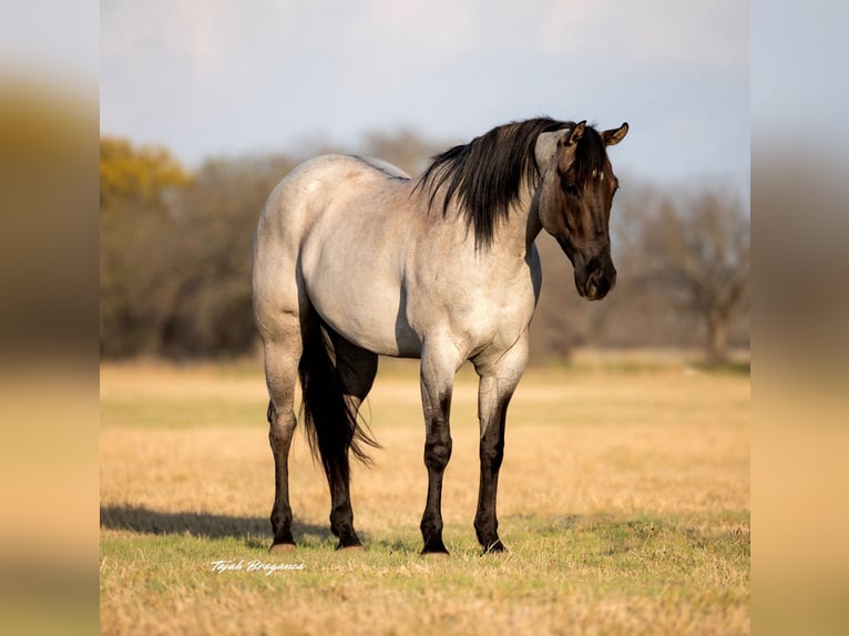 American Quarter Horse Gelding 6 years 15,3 hh in Weatherford, TX