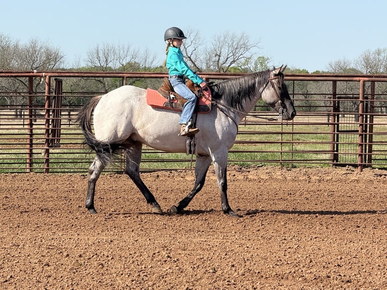 American Quarter Horse Gelding 6 years 15,3 hh in Weatherford, TX