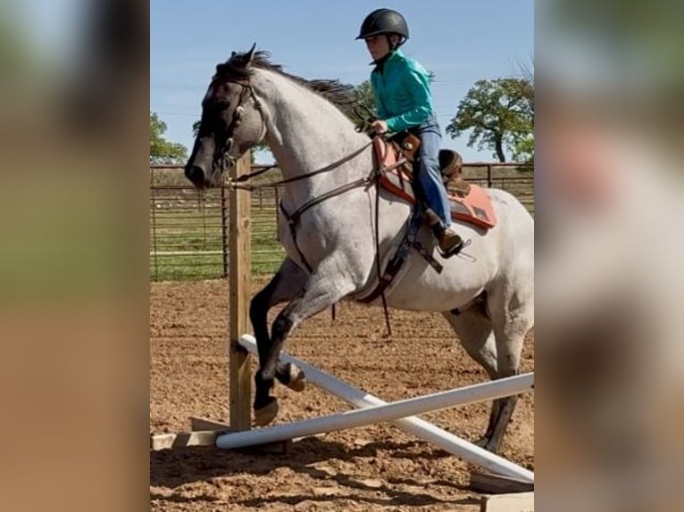 American Quarter Horse Gelding 6 years 15,3 hh in Weatherford, TX