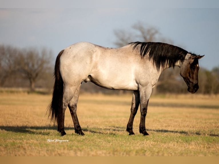 American Quarter Horse Gelding 6 years 15,3 hh in Weatherford, TX