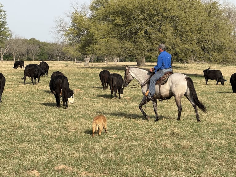 American Quarter Horse Gelding 6 years 15,3 hh in Weatherford, TX