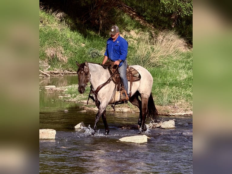 American Quarter Horse Gelding 6 years 15,3 hh in Weatherford, TX