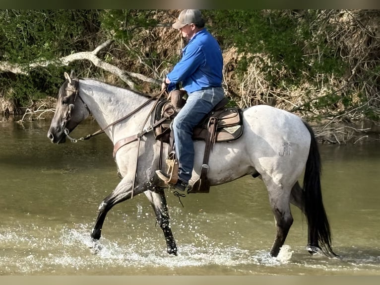 American Quarter Horse Gelding 6 years 15,3 hh in Weatherford, TX