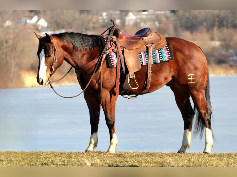 American Quarter Horse Gelding 6 years 15 hh Bay in Rebersburg