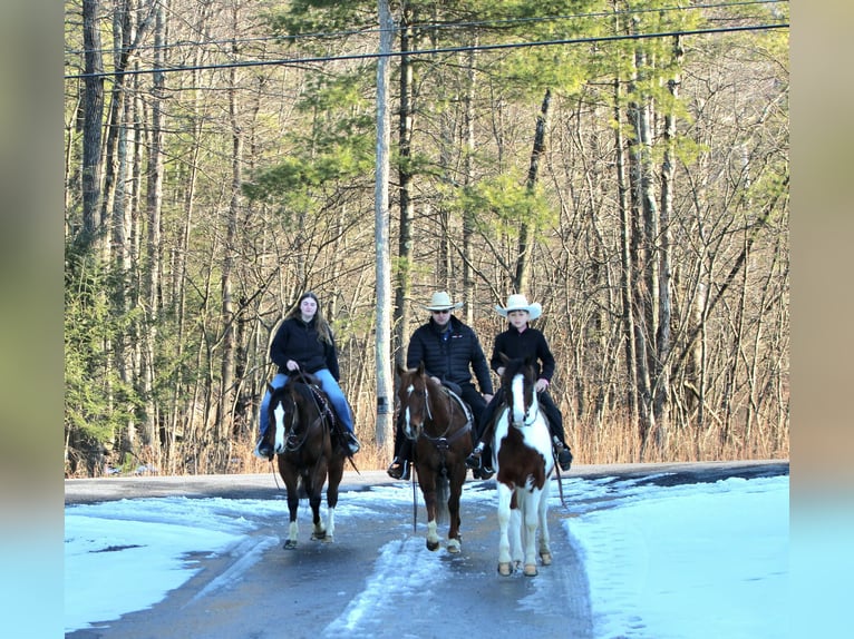 American Quarter Horse Gelding 6 years 15 hh Bay in Rebersburg