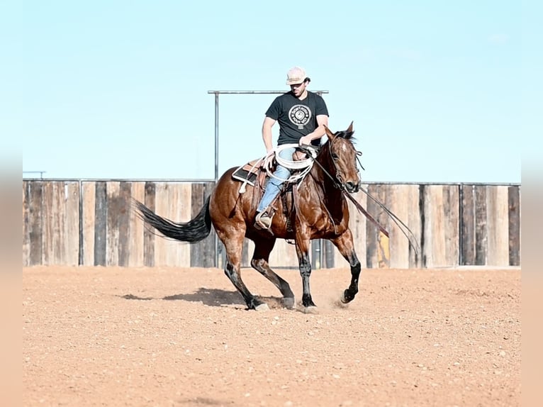 American Quarter Horse Gelding 6 years 15 hh Bay in Waco