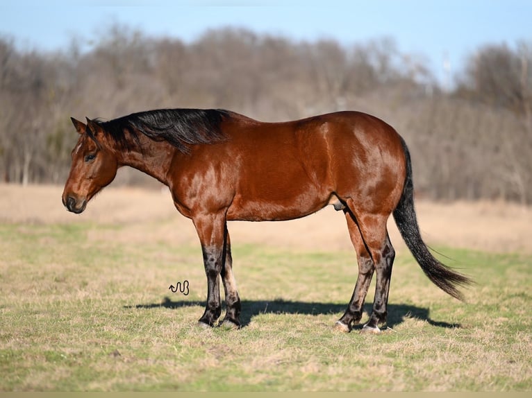 American Quarter Horse Gelding 6 years 15 hh Bay in Waco
