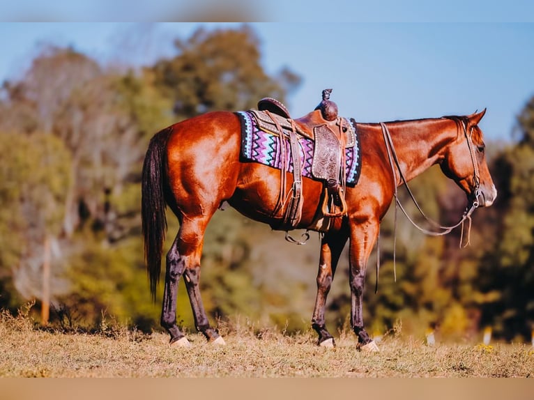 American Quarter Horse Gelding 6 years 15 hh Bay in Charlotte American Quarter Horse Gelding 6 years 15 hh Bay in Charlotte