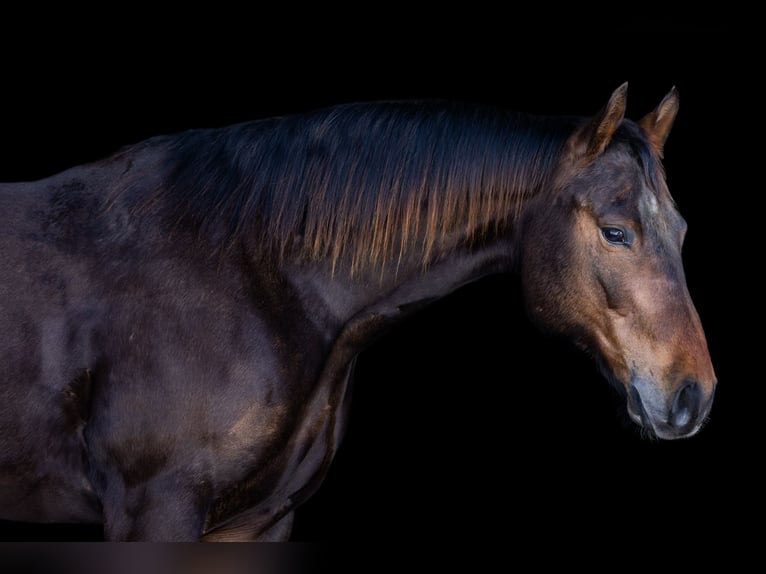 American Quarter Horse Gelding 6 years 15 hh Bay in Decorah