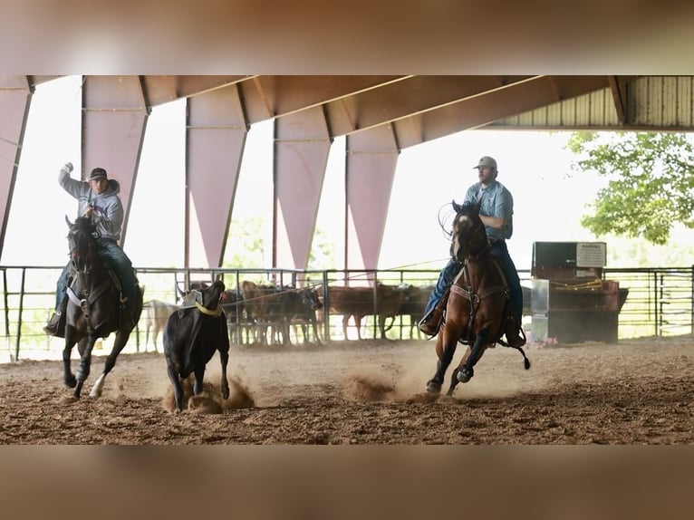American Quarter Horse Gelding 6 years 15 hh Bay in Mountain View